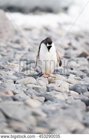 Gentoo Penguin Stands Preening Among Sunlit Rocks
