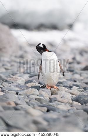 Gentoo Penguin Stands Preening On Shingle Beach