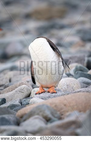 Gentoo Penguin Stands Preening With Hidden Head