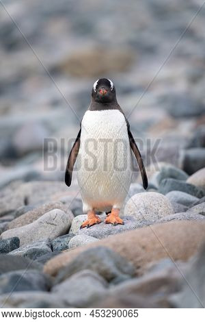 Gentoo Penguin Stands Staring Straight At Camera