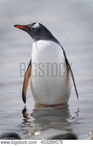 Gentoo Penguin Stands Turning Head In Shallows
