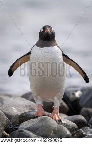 Gentoo Penguin Stands Watching Camera Stretching Flippers
