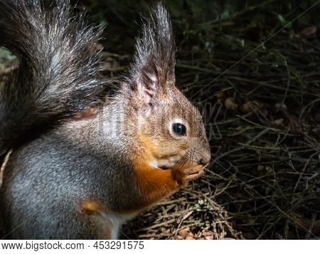 Close-up Shot Of The Red Squirrel (sciurus Vulgaris) With Winter Grey Coat Sitting On The Ground And