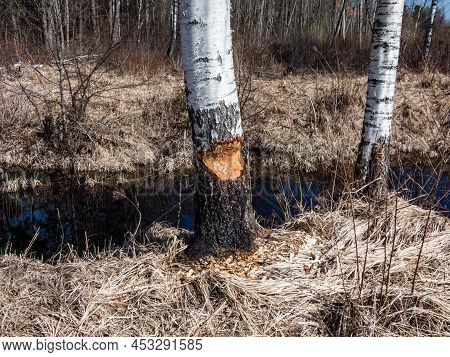 Big, Growing Birch Tree With Beaver Damage And Signs On Wood Trunk From Teeth. Tree Partly Cut By Be