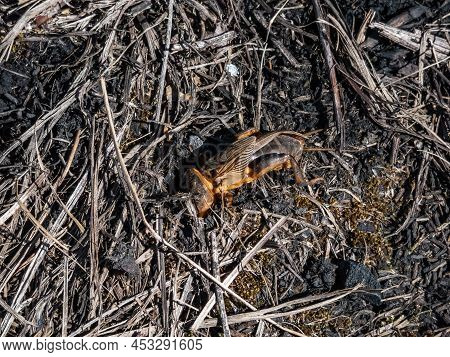 Close-up Shot Of The European Mole Cricket (gryllotalpa Gryllotalpa) Above Ground In Bright Sunlight