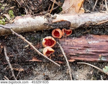 Cup-shaped Fungus Scarlet Elfcup (sarcoscypha Austriaca) Fruit Bodies Growing On Fallen Pieces Of De