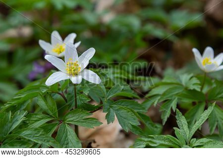Anemone Nemorosa Flowers In The Forest In A Sunny Day. Wild Anemone, Windflowers, Thimbleweed