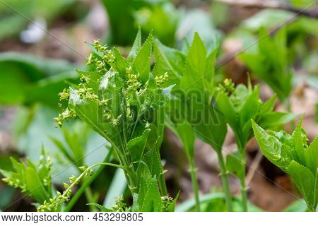 Dog's Mercury, Mercurialis Perennis, Growing In Wood. Mass Of Woodland Plants In Flower In British S