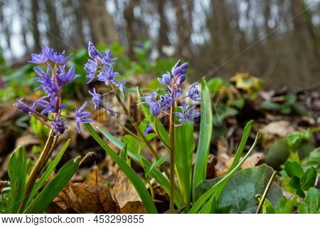 In The Spring Forest Bloom Ephemeroid Plant Scilla Bifolia. Scilla Bifolia In A Natural Habitat.