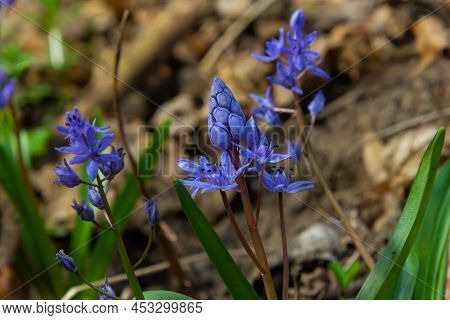 In The Spring Forest Bloom Ephemeroid Plant Scilla Bifolia Against The Background Of The Solar Disk.