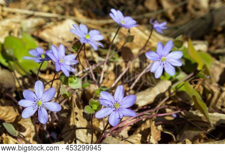 Group Of Beautiful, Purple First Spring Bloomers - Wildflowers Large Blue Hepatica, Hepatica Transsi