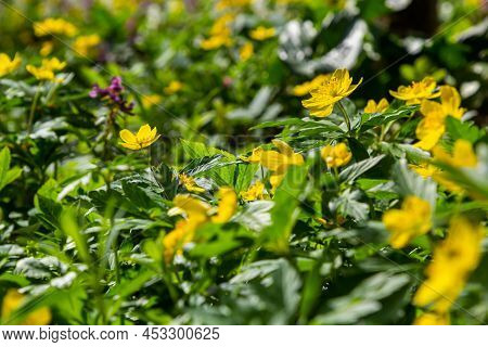 Anemone Ranunculoides, The Yellow Anemone, Yellow Wood Anemone Or Buttercup Anemone