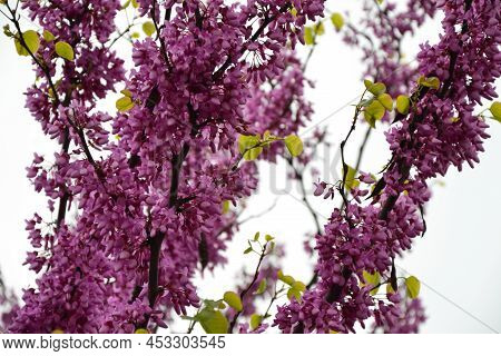 Cercis Siliquastrum Blooming Tree. Pink Flowers Background. Judas Tree Branches In Pink Blossom. Bea