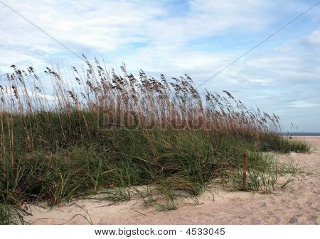 Tybee kaura
