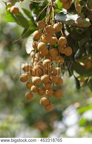 Longan On Tree Fruit For Eat Go To China