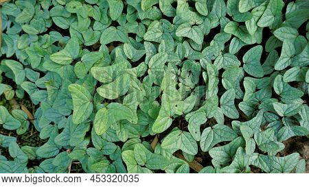 Triangle Shaped Twin Leaf Natural Background Pattern Image. Rare Plant