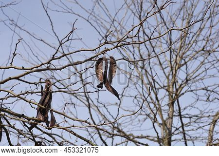 Thornless Honey Locust Bare Branches With Seed Pods