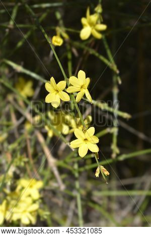 Winter Jasmine Branches With Yellow Flowers In The Winter