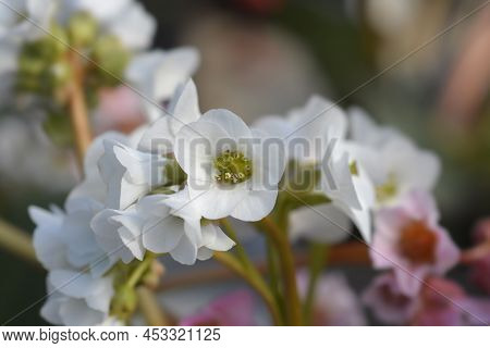 Bergenia Bressingham White Flowers In The Spring