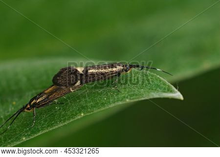 Closeup On Copulation Of A Small But Colorful Sulphur Tubic Moth, Esperia Sulphurella, Sitting On A 