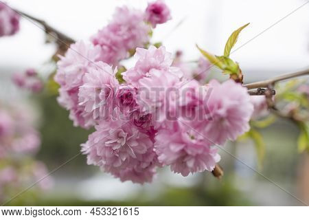 Prunus Asano (japanese Cherry) Blossom Flowers . Natural Background