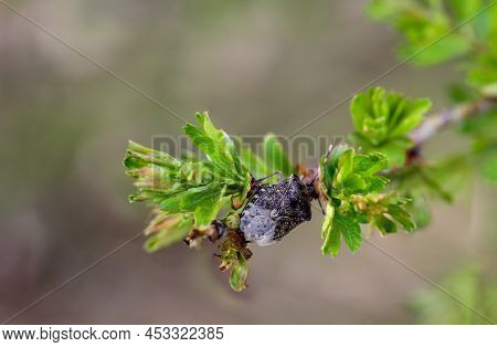 Close Up Of A Gray Garden Bug, Rhaphigaster Nebulosa On A Plant.