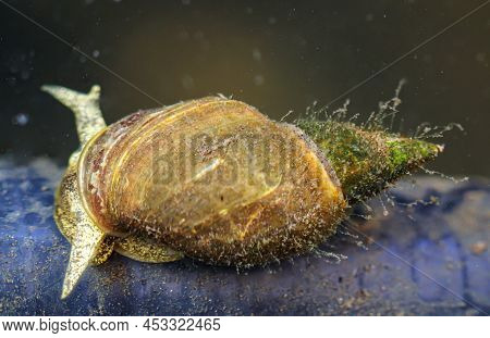 Pointed Mud Snails - Lymnaea Stagnalis In The Pond A Must.