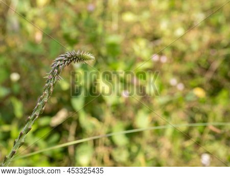 Achyranthes Aspera, A Small Herbaceous Plant, Is Common In Tropical Countries Including Australia.