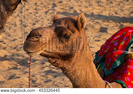 Portrait Of A Camel, Face While Waiting For Tourists For Camel Ride At Thar Desert, Rajasthan, India