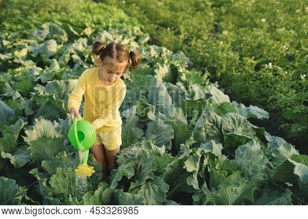 Kid Is Watering Cabbage Growing In The Kitchen-garden. Agricultural Land With Various Vegetation, Ve