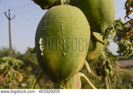 Raw Green Unripe Papaya Fruit Growing On Tree. Papaya White Milk Oozing While Growing Ripening.