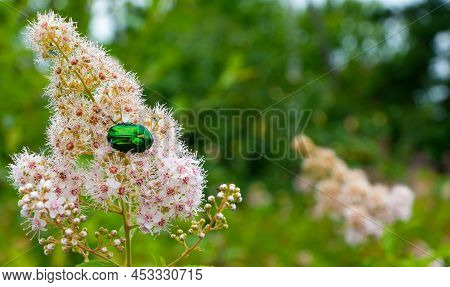 Rose Chafer - Cetonia Aurata - On Flowers Of Spirea Bumalda. High Quality Photo