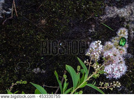 Rose Chafer - Cetonia Aurata - On Flowers Of Spirea Bumalda. High Quality Photo
