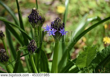 Cuban Lily (scilla Peruviana) Flowewrs. Asparagaceae Perennial Plants. Native To The Mediterranean C