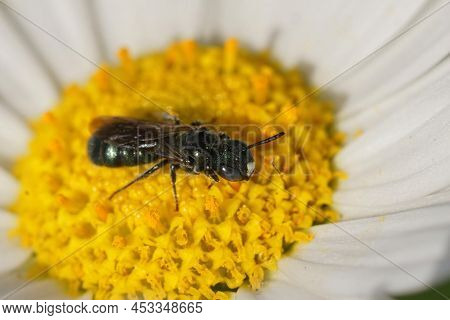 Closeup On A Male, Small Metallic Blue Carpenter Bee, Ceratina Cyanea, Sitting On A Yellow , White F