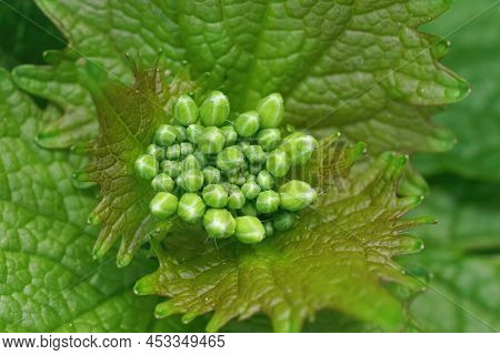 Closeup On Fresh Emerging White Flower Buttons On A Garlic Mustard, Alliaria Petiolata In The Garden