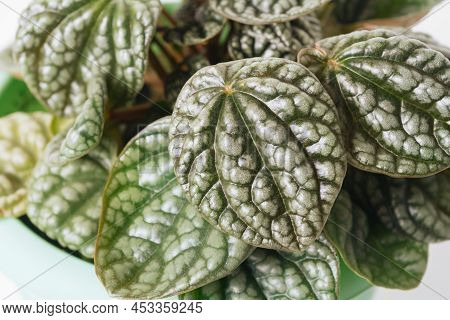 Green Plant Peperomia Caperata Burbella On White Background Close-up. Home Plant Concept. Texture Of