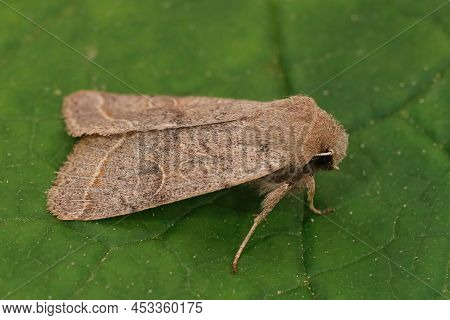 Dorsal Closeup On The Common Quaker Moth, Orthosia Cerasi Sitting On A Green Leaf In The Garden