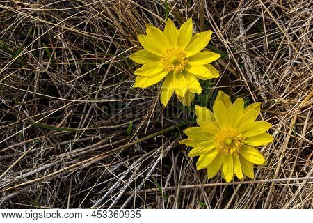 Adonis Vernalis Is A Perennial Flowering Plant In Sping Garden. Adonis Vernalis Is A Medicinal Plant