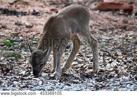 Baby Mouflon Sheep At The Wild Animal Safari In Pine Mountain, Ga