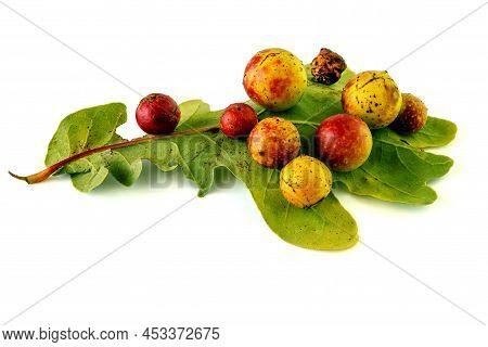 Oak Leaf Apple Disease Consisting Of Insect Larvae Isolated On A White Background