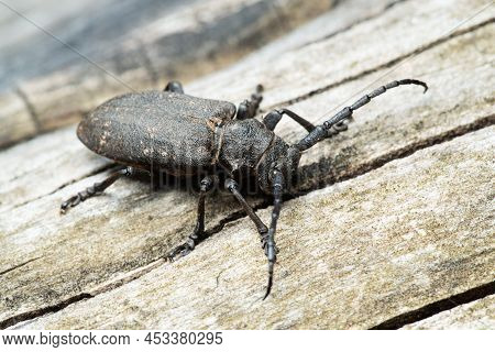 Long-horned Weaver Beetle (lamia Textor) On A Dry Tree Trunk In A Pine Forest