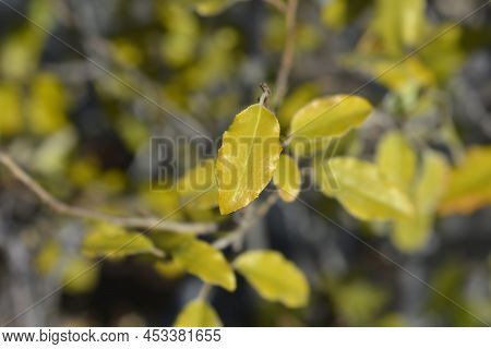 Ebbinges Silverberry Branch With Leaves In The Spring