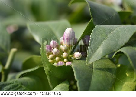 Meyer Lemon Flower Buds In The Spring