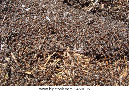 Ants
