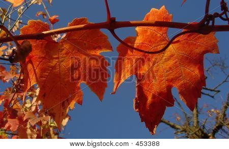 Autumn Leaves