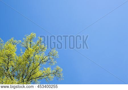 Tree Canopy With Yellowish Green Leaves Cropped Against A Clear Blue Sky, Color Contrast, Looking Up