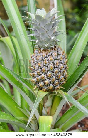 Ananas