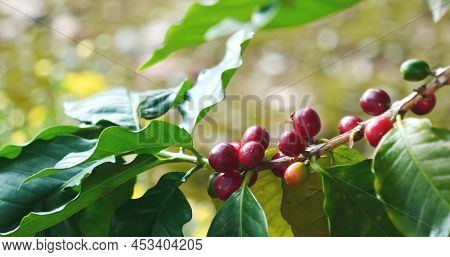 Ripe Red Coffee Bean Berry Plant Fresh Seed Coffee Tree Growth In Green Eco Organic Farm. Close Up R