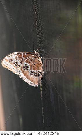 Close Up Look At The Pattern On A Wing Of A Barn Owl Butterfly.